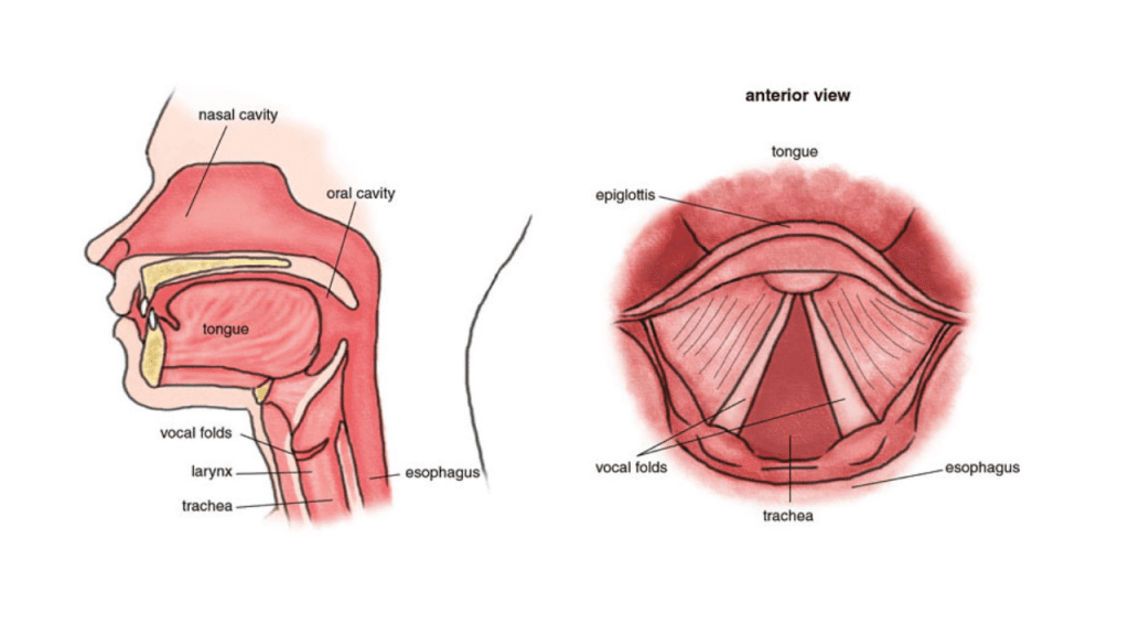 The Importance of Vocal Health